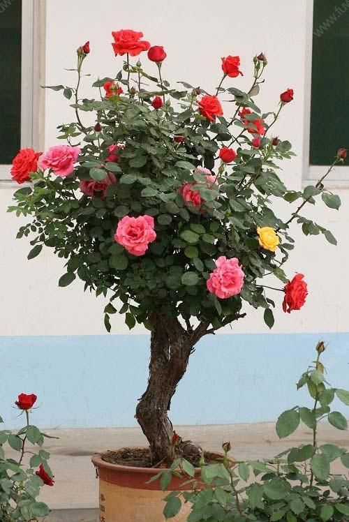 红刺藤 山木香 2--5公分嫁接树月季玫瑰专用钻木