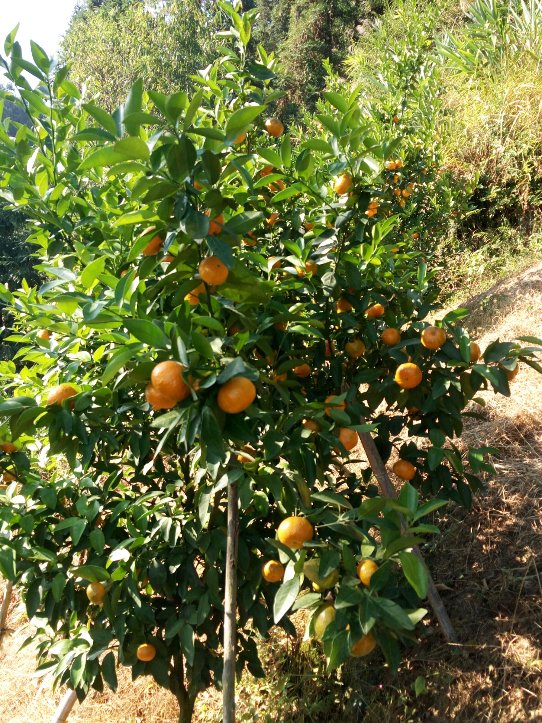 八月桔 沙塘