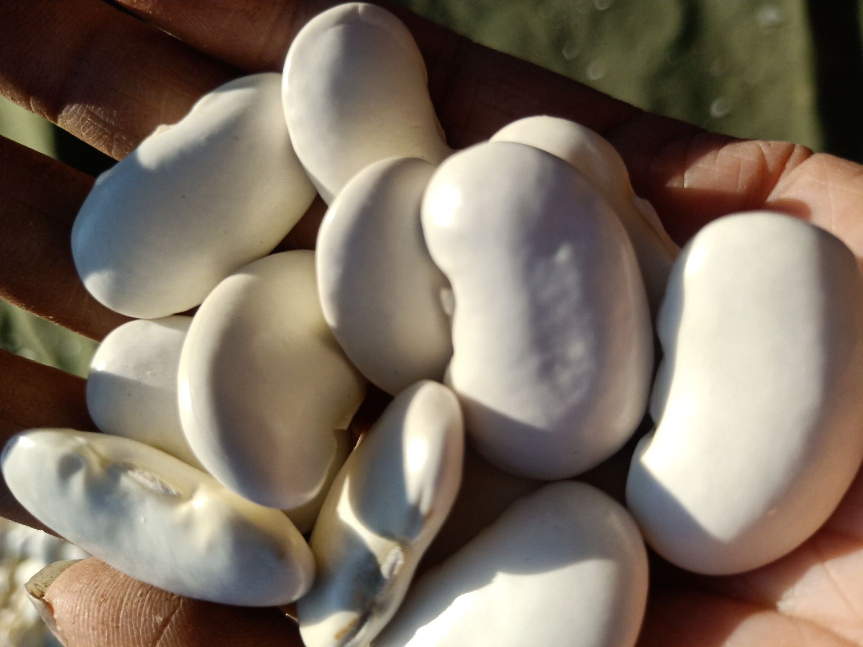 大白蚕豆 大白豆 又白又大成活率百分之九九的大白豆种子