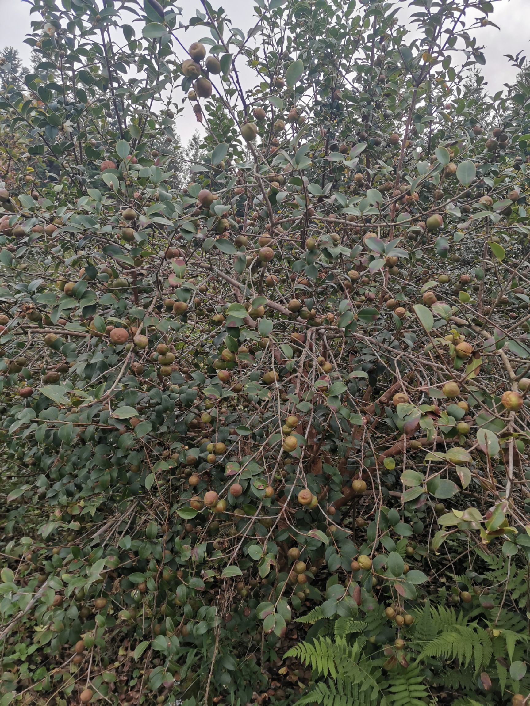 野生山茶油 贵州高山,山茶籽油,纯天然