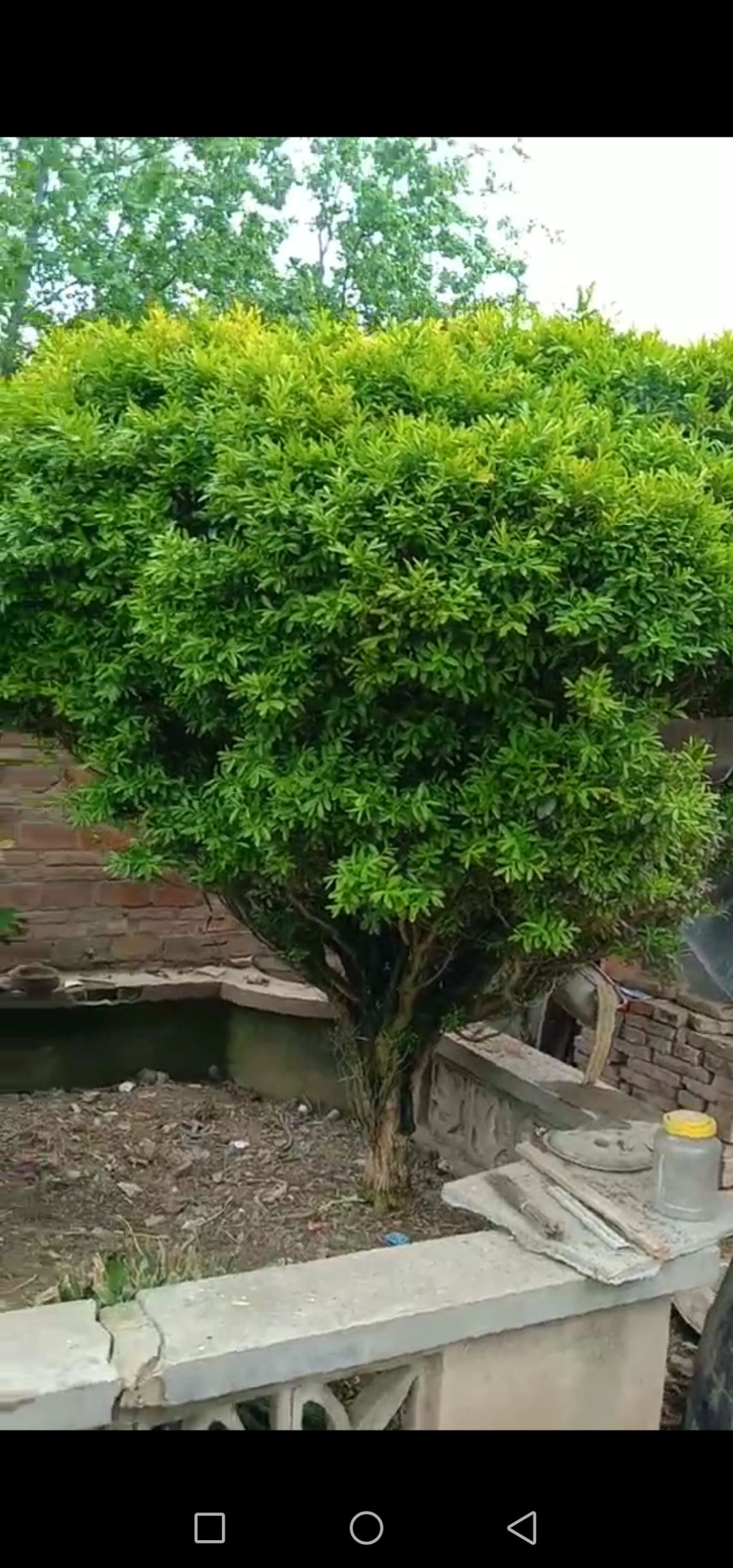 品种名:雀舌黄杨 品种名:雀舌黄杨 高度:2~3米