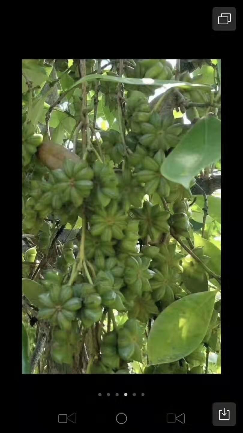 八角树 八角苗种子,有直升苗,嫁接苗,有需要种植八角苗的大量供应