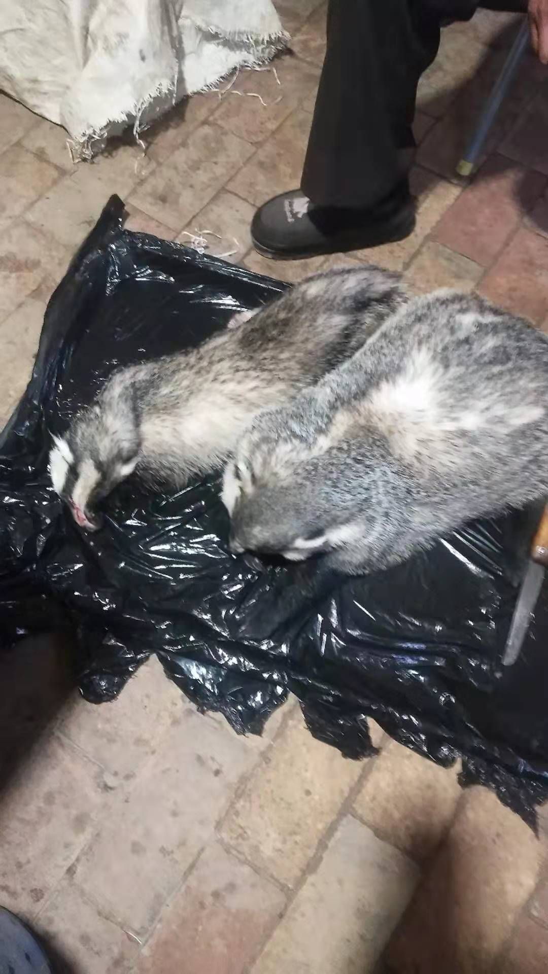 狗獾子 獾子油 纯野生