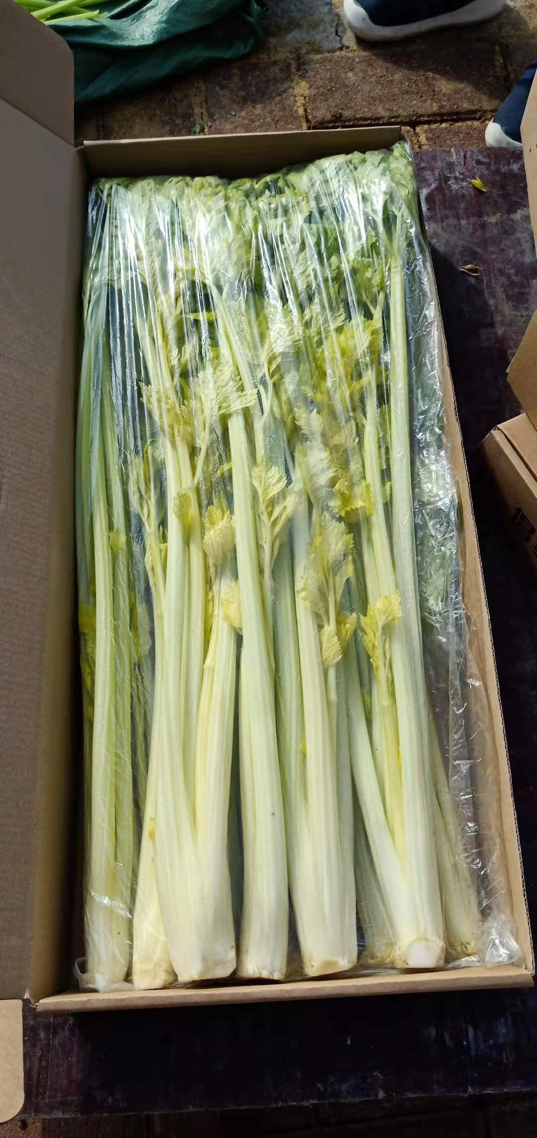 正宗马家沟芹菜