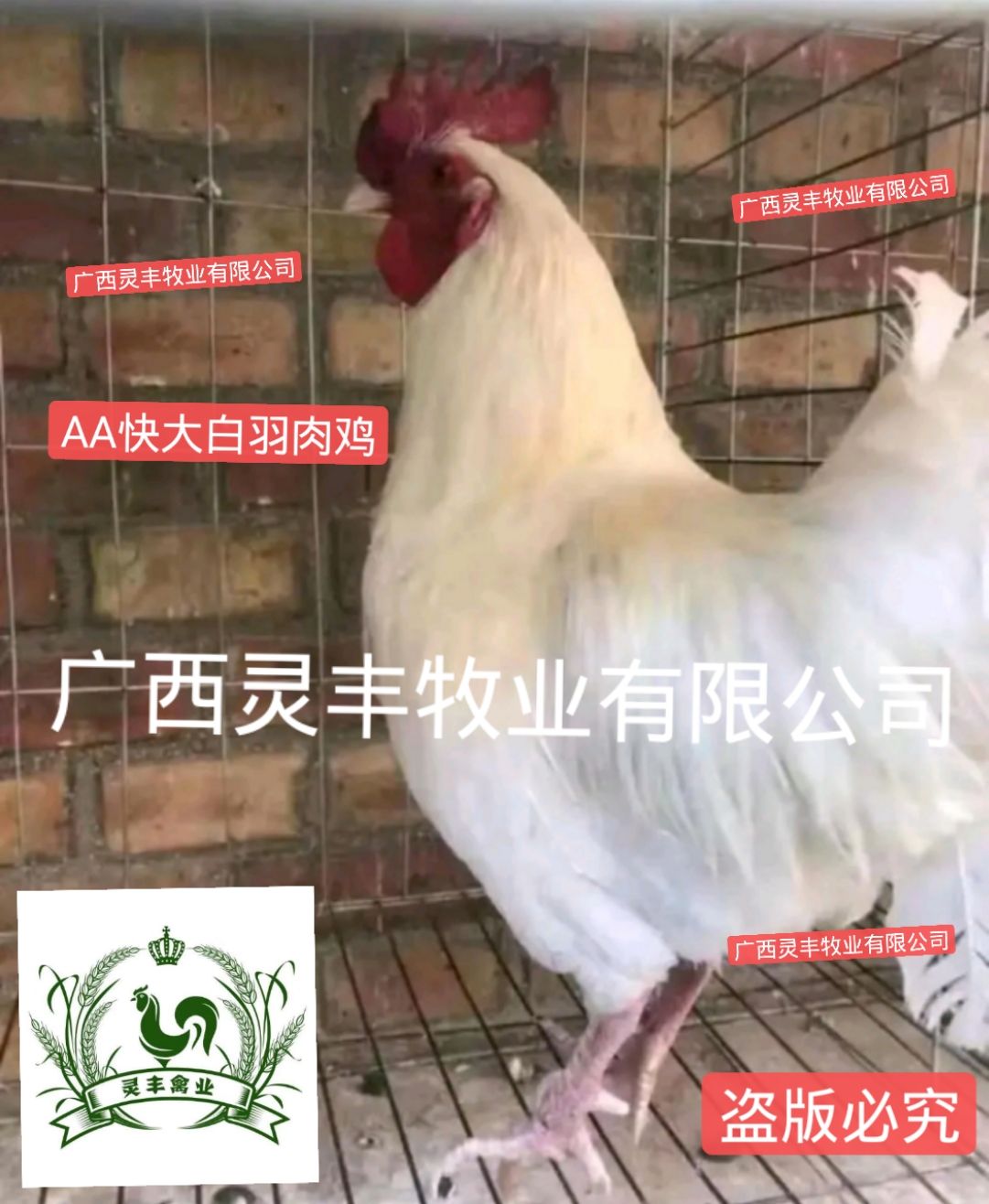 商品属性 品种名:白羽肉鸡苗 成活率:95% 公母:统货 类型:出壳苗