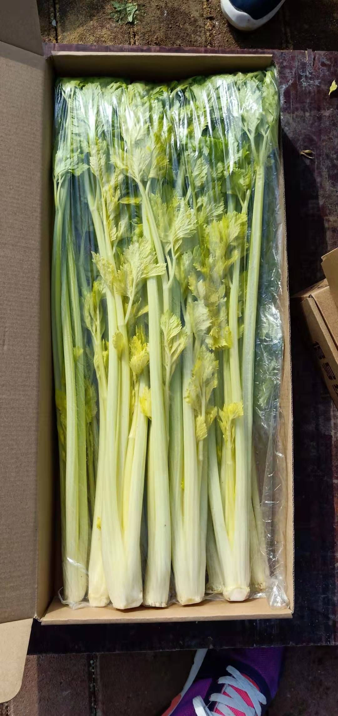 正宗马家沟芹菜
