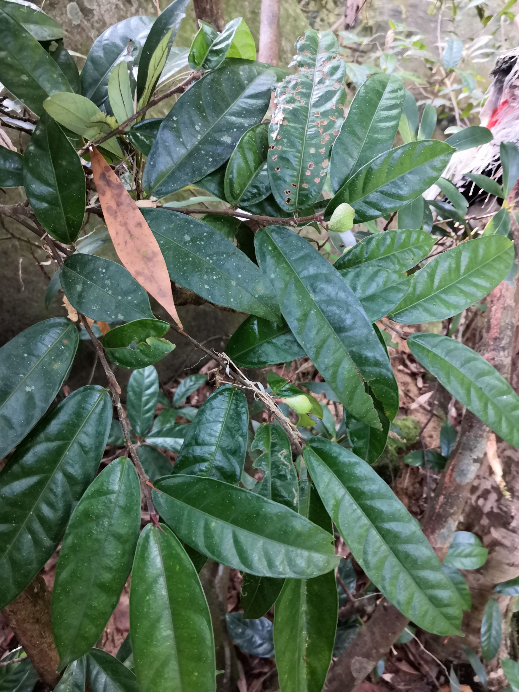 广西壮族自治区防城港市防城区 大叶牛奶树根