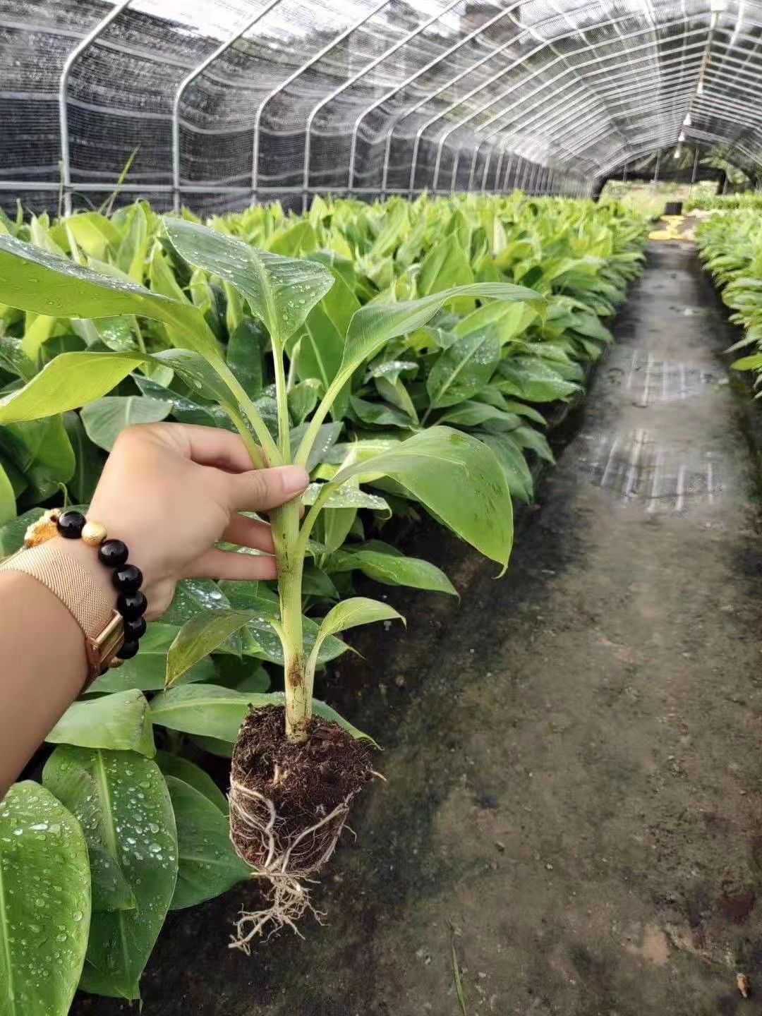 [小米焦苗批发]粉蕉苗 香蕉苗/西贡蕉苗/金粉一号蕉苗/红香蕉苗