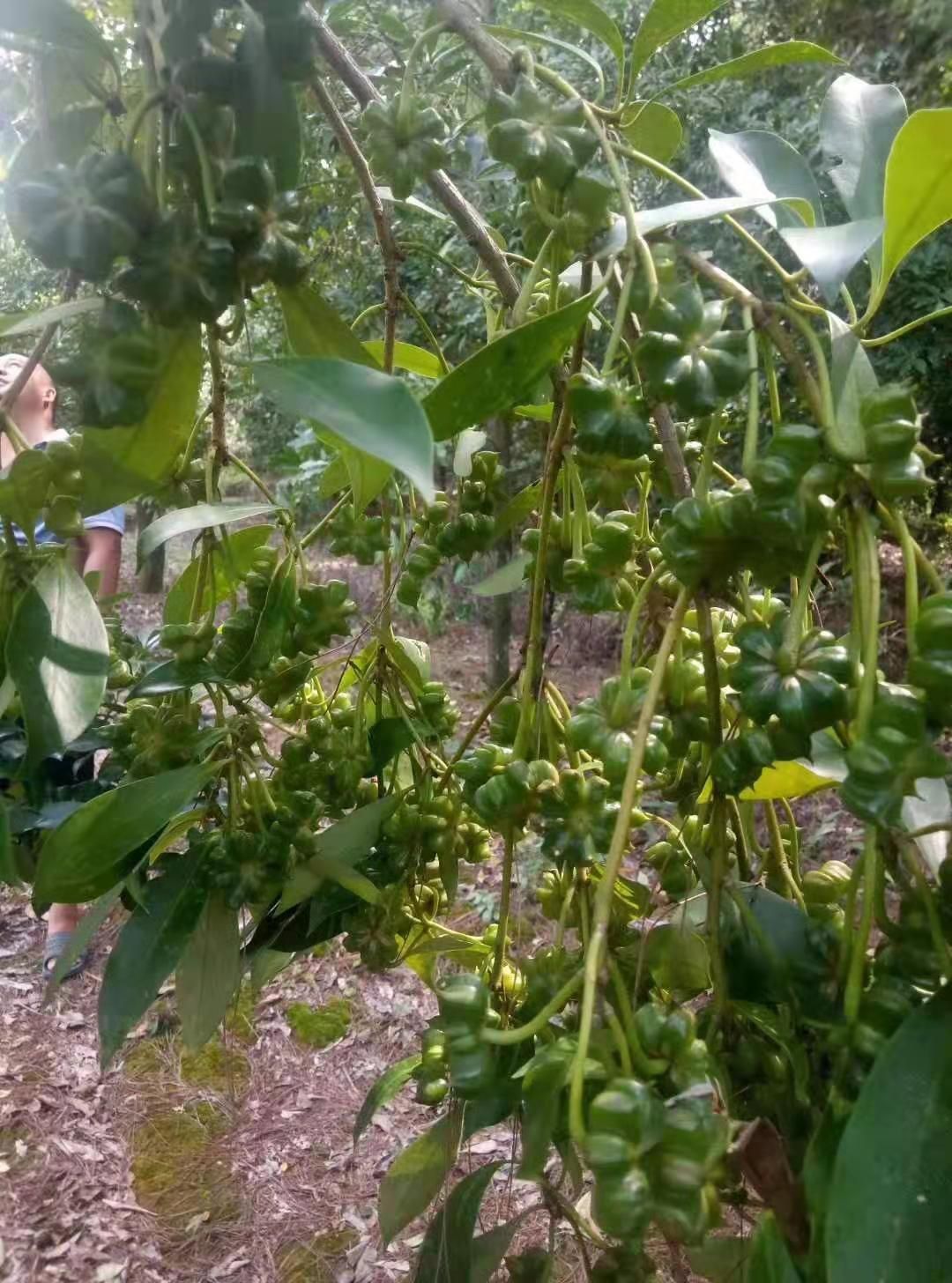 八角树 八角苗种子,有直升苗,嫁接苗,有需要种植八角苗的大量供应