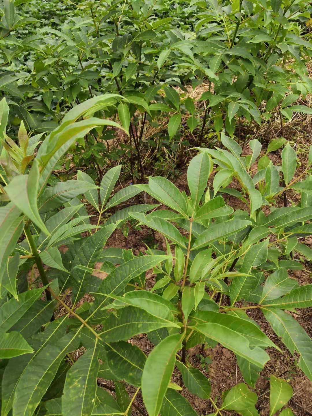 四川 吴茱萸苗