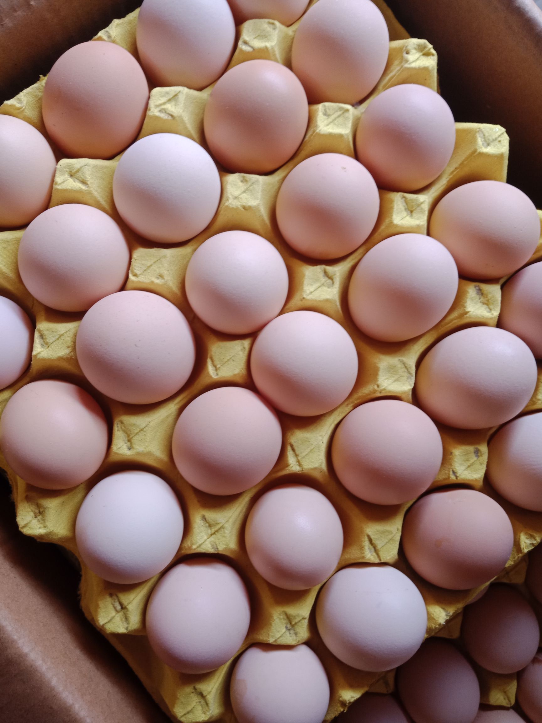 鸡蛋—粉壳
