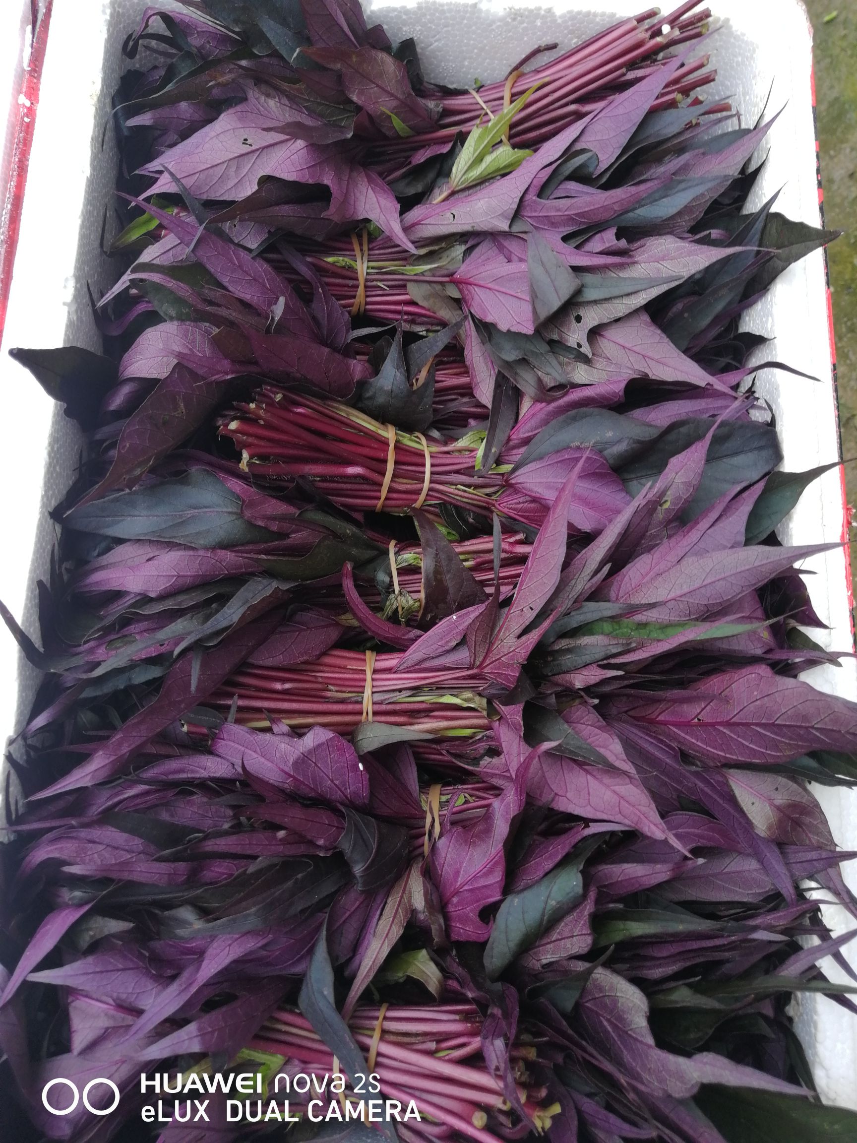 红薯梗 草屯紫薯叶,台湾珍稀品种,含大量花青素,番薯叶,紫甘薯叶种苗