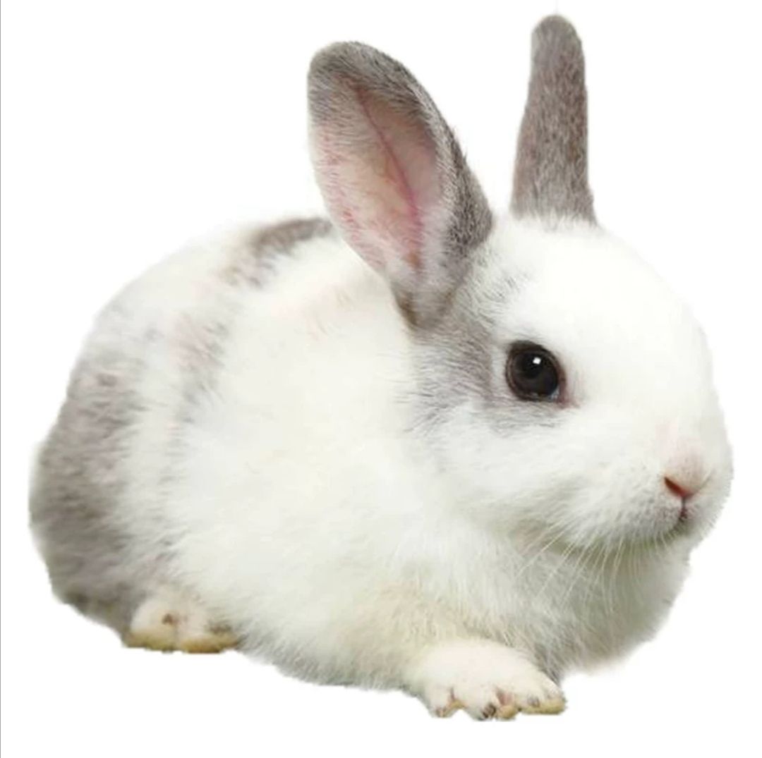 兔子活体小型动物长不大比利时兔