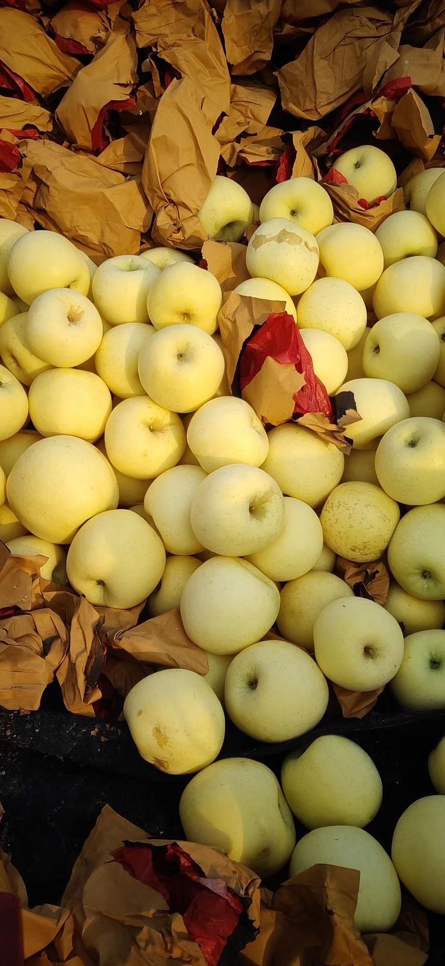 烟台黄金奶油富士丑苹果,奶油富士精品果,条红,片红,果园直采