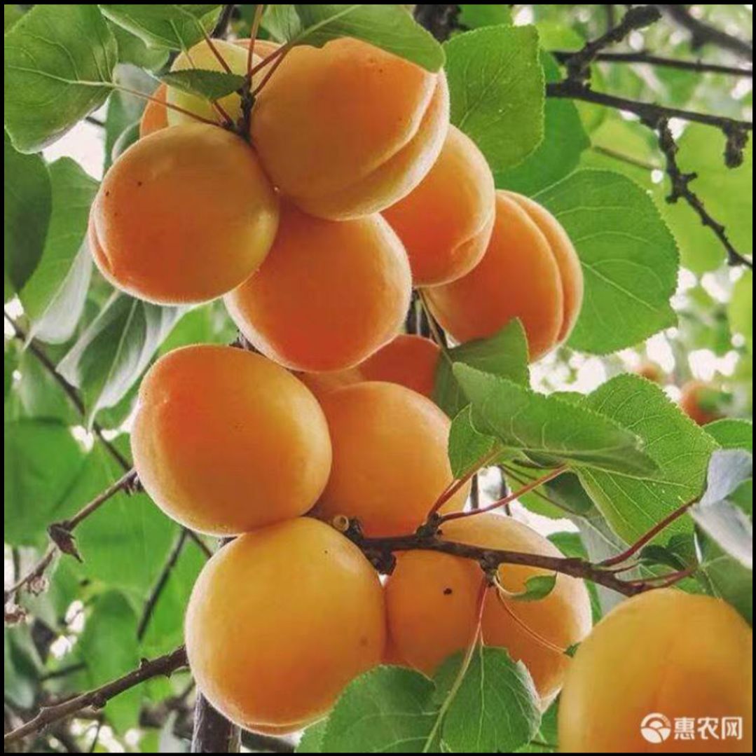 凯特杏树苗 品种正宗 现挖现卖 基地直销 全国包邮