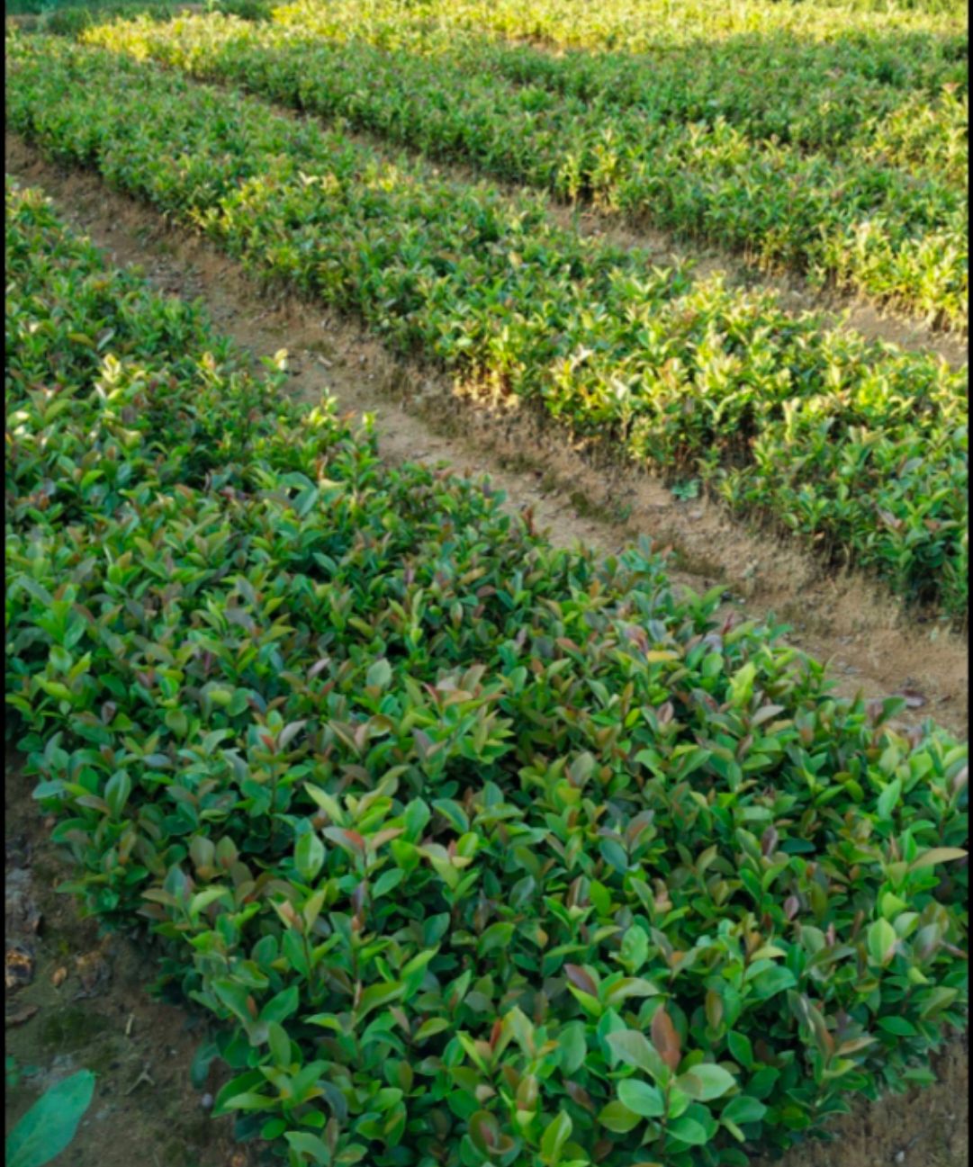 油茶苗 油茶树苗 20-40厘米高度大红花油茶苗