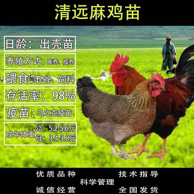 广西南宁西乡塘区 清远2号麻鸡苗 优质品种 疫苗防疫 运输包活