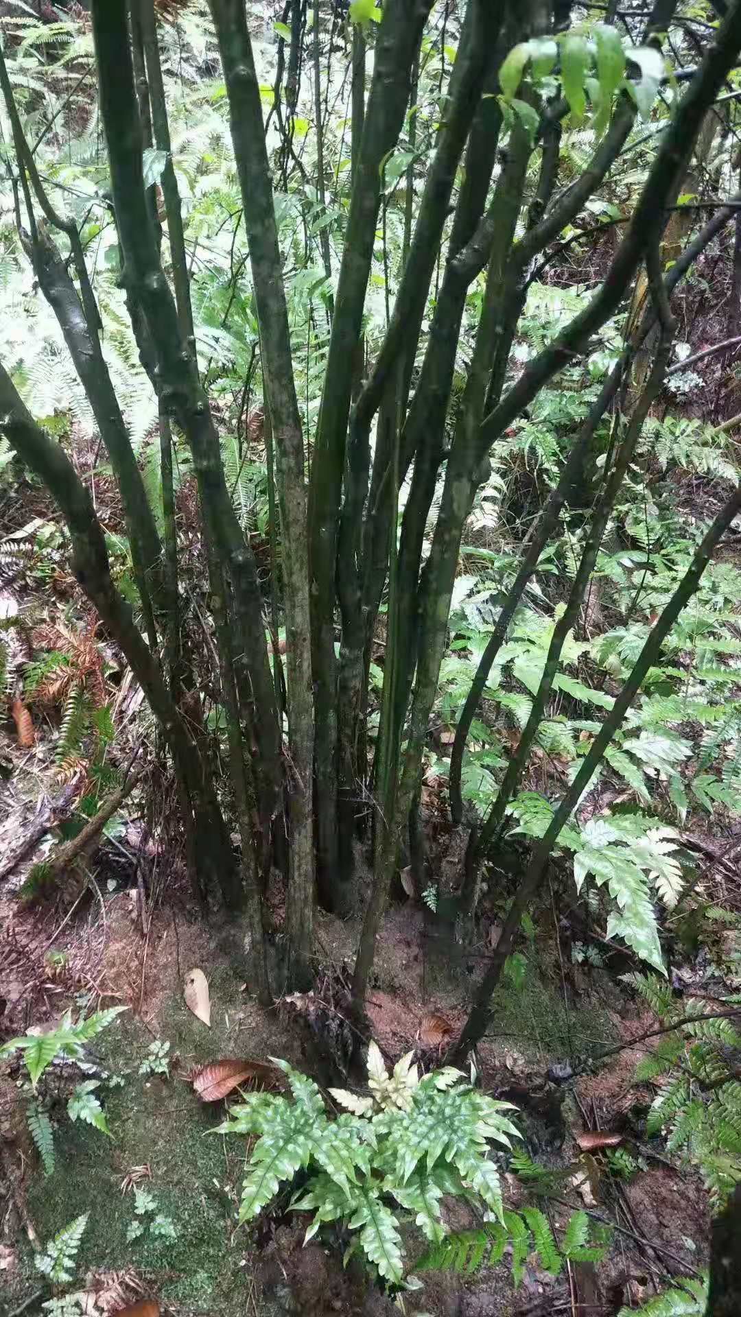 江西省抚州市黎川县岗梅根 岗梅药材切片