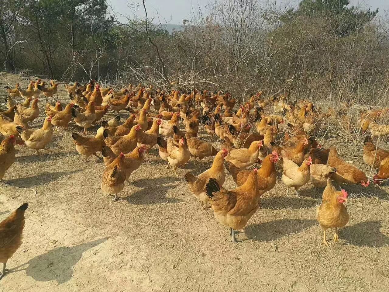 高产绿壳蛋鸡苗,黄脚,青脚母苗