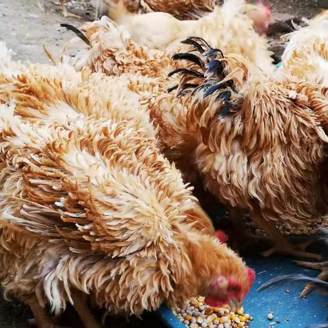 翻毛鸡种蛋30枚包邮