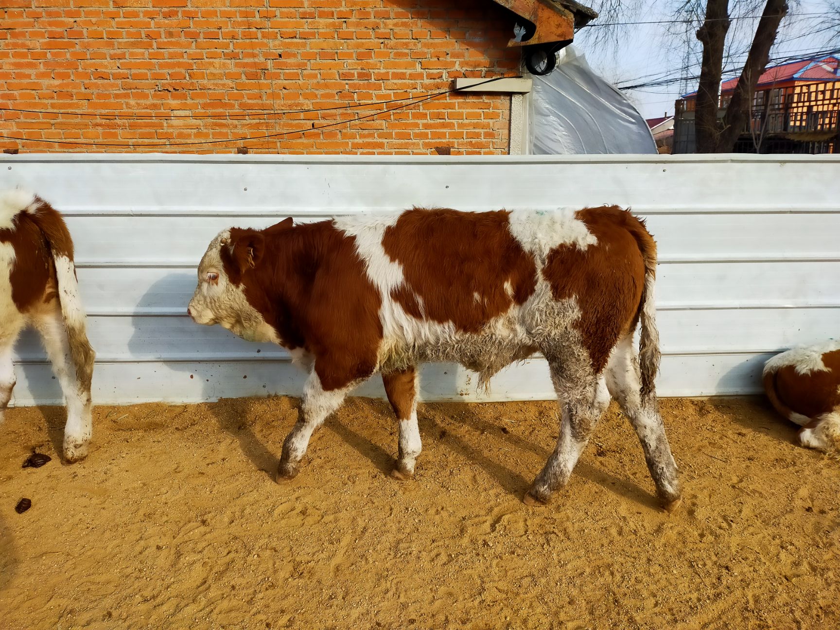 吉林西门塔尔第四代精品育肥小公牛(常年现货供应)