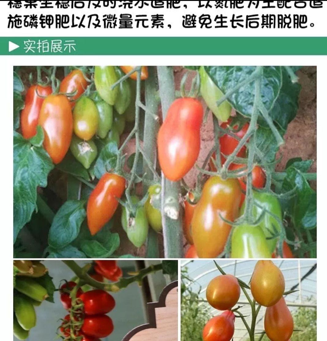 ≥98% 发芽率:≥85% 含水量:≤7% 商品详情 新引进的番茄杂交新品种