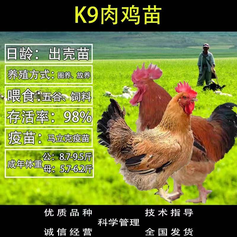 k9鸡苗 k9快大肉鸡 品种纯正 成*率高 运输包*