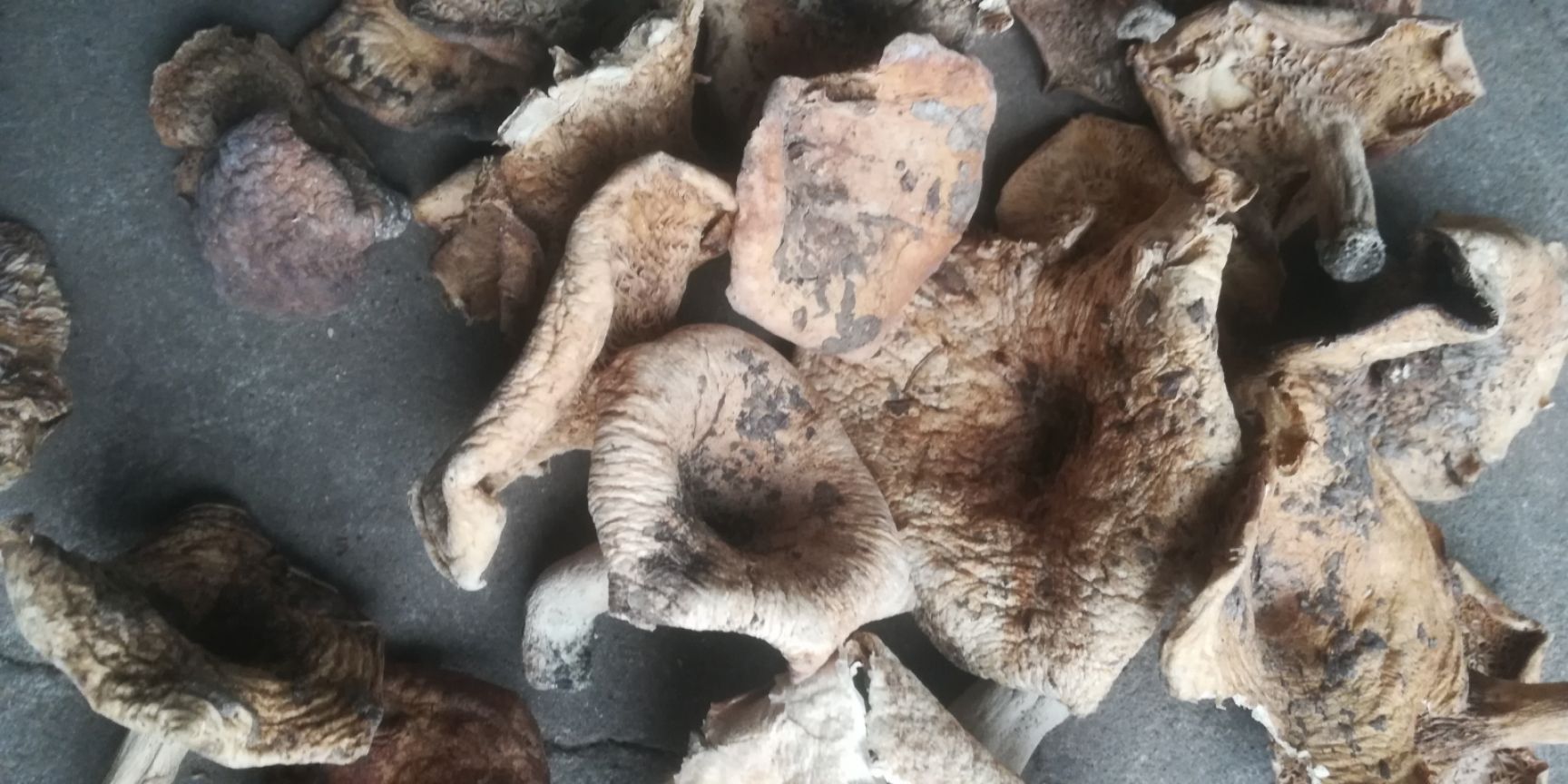 松树菌,纯天然生蘑菇
