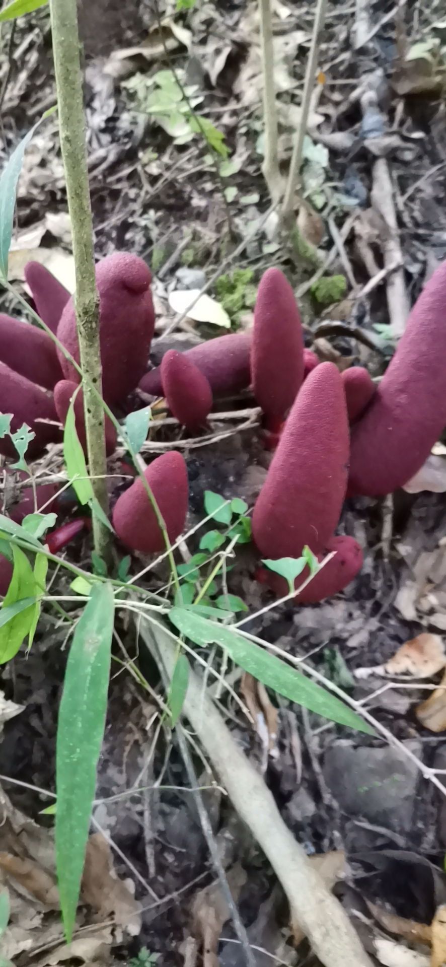 中药材回春草 冷背药材紫霄花,淡水海绵