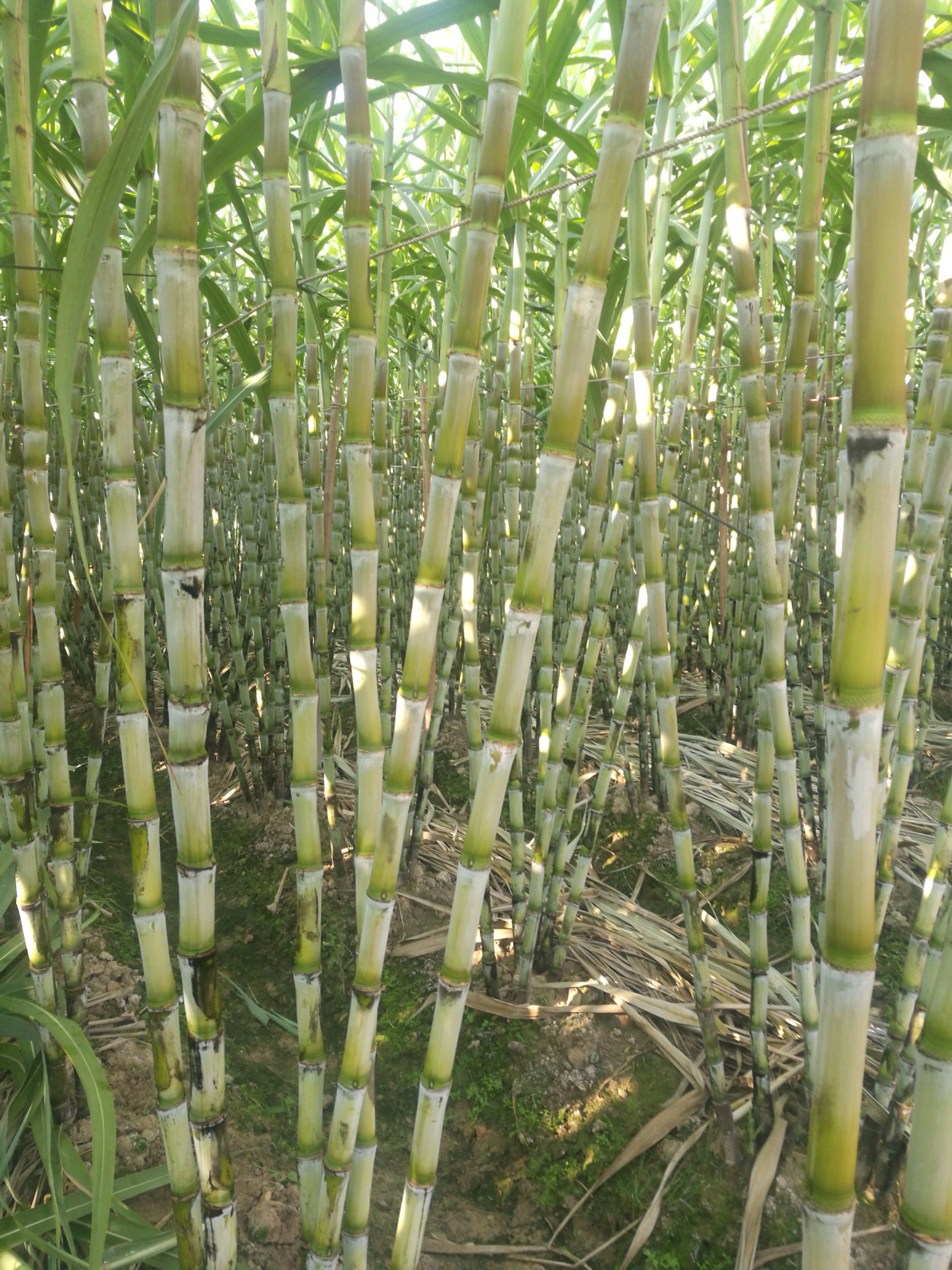 绿皮甘蔗青皮甘蔗果蔗脆甜福建甘蔗非陶山甘蔗安贞雪蔗