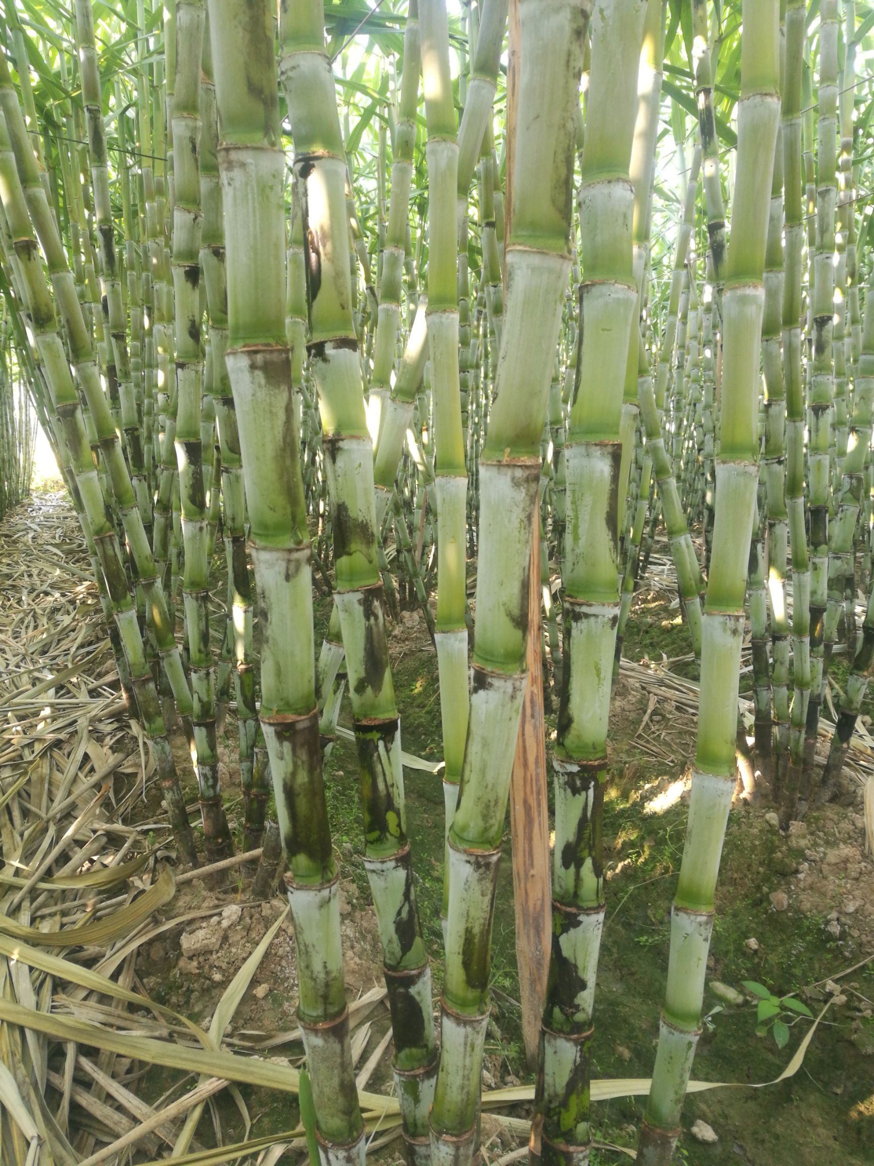 绿皮甘蔗青皮甘蔗果蔗脆甜福建甘蔗非陶山甘蔗安贞雪蔗