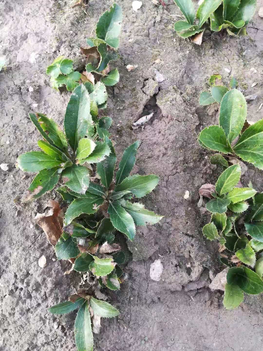 承德朱砂点苍术种苗 北苍术种苗