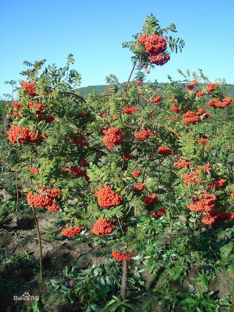 出售百花花楸苗,哪有花楸苗批发价格,哪卖二年百花花楸树苗