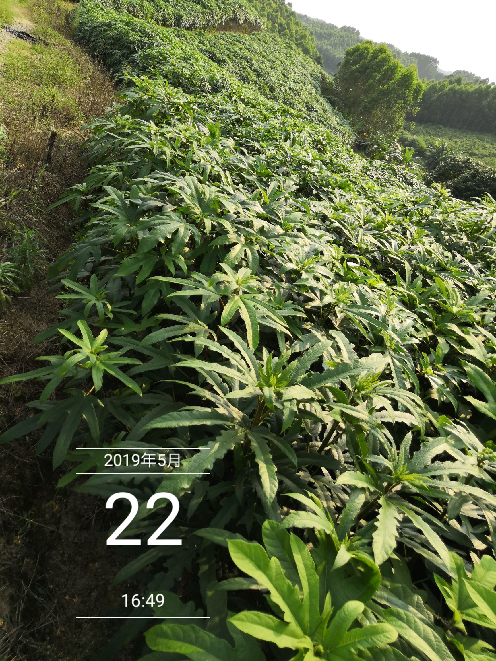 五指毛桃种苗大量批发供应未来发展致富的趋势