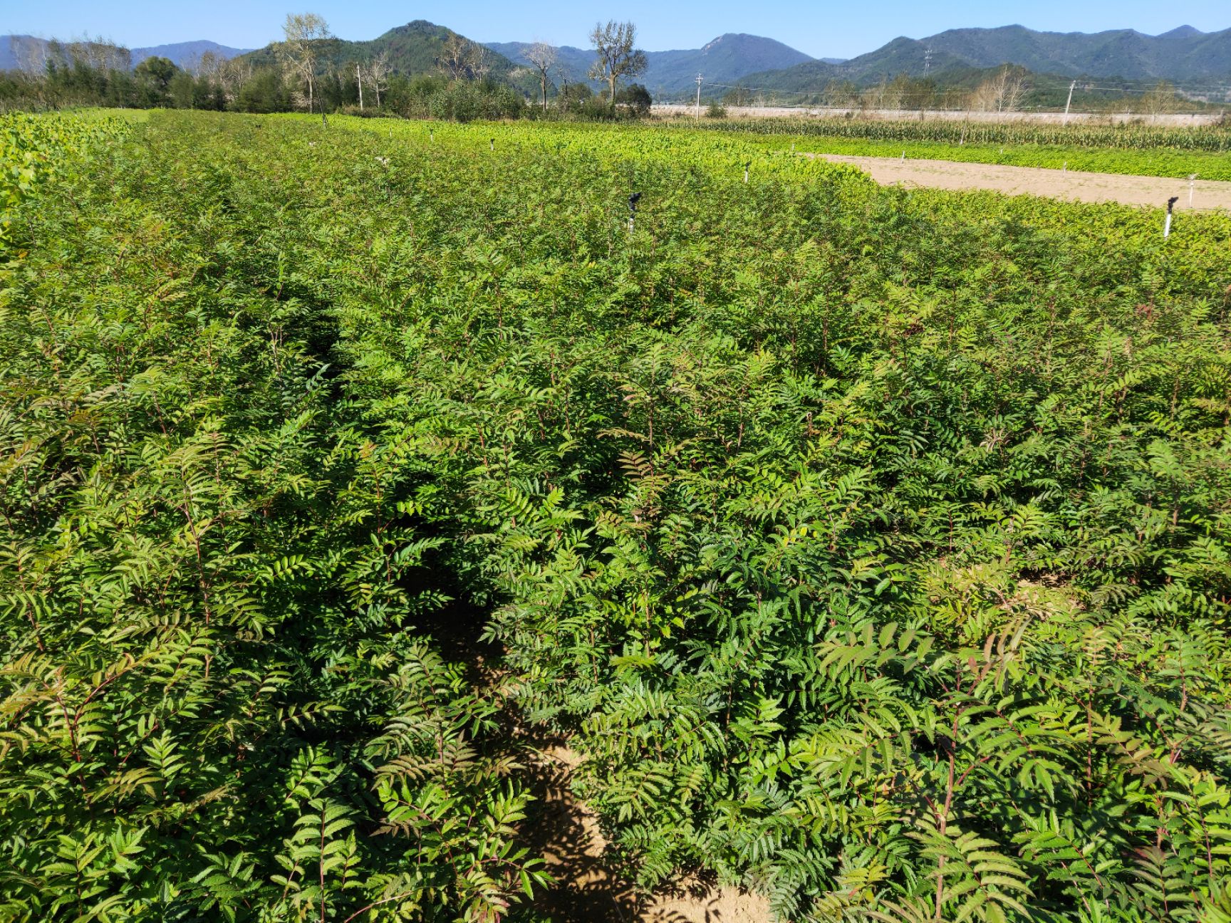 出售百花花楸苗,哪有花楸苗批发价格,哪卖二年百花花楸树苗