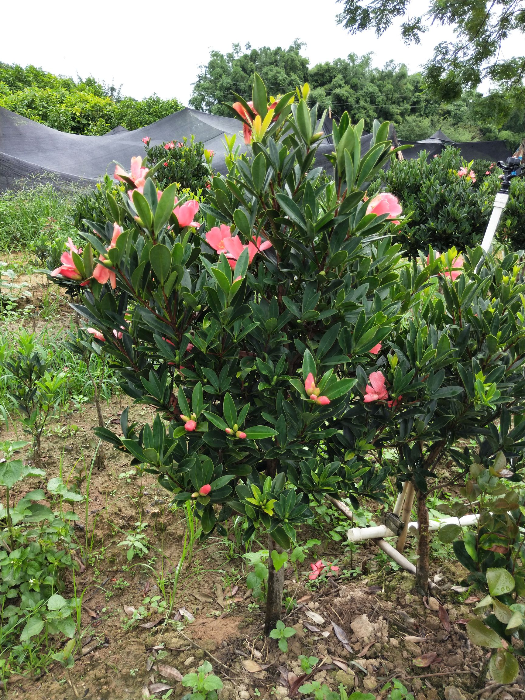 四季山茶花 杜鹃红山茶花 盆栽夏天阳台窗台种植