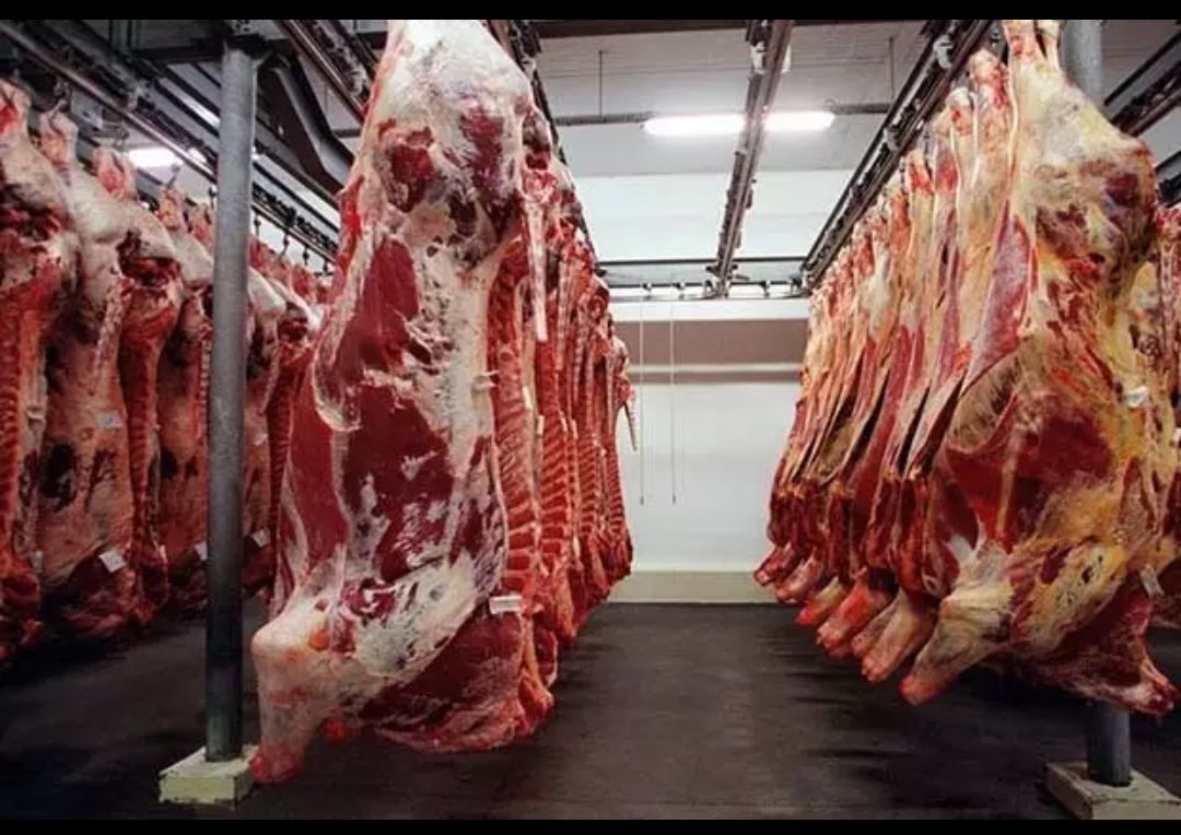 哈萨克斯坦进口牛肉四分体
