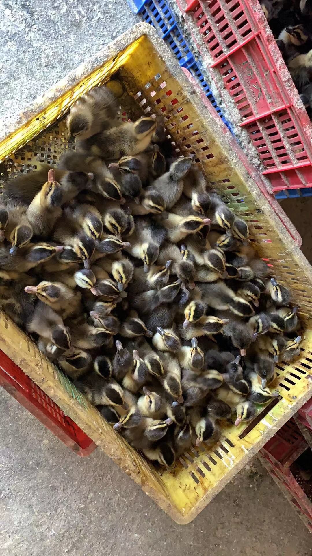 [蛋鸭苗批发]蛋鸭苗 蛋鸭公苗,大型孵化场直销,孵工好,包路损价格0.
