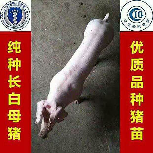 品种名:长白猪 重量:20-25斤 用途:作种 公母:母猪