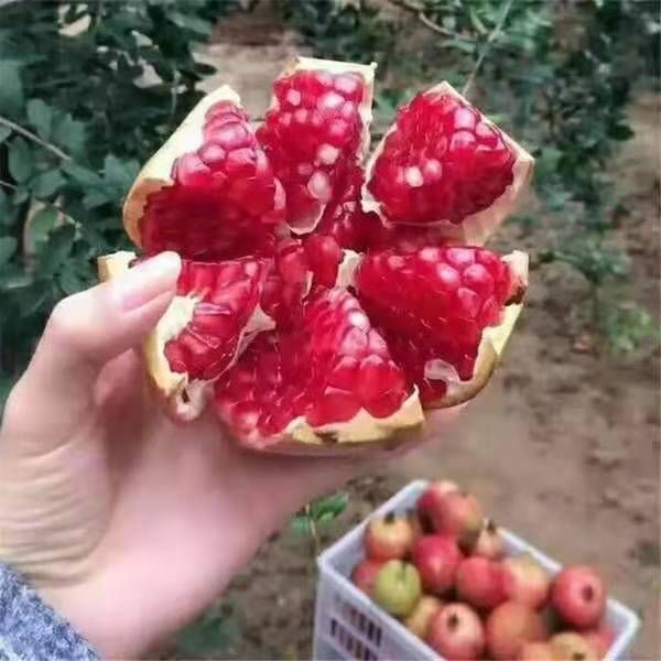 蒙阳红石榴苗 蒙阳红软籽石榴苗包品种包成活苗圃现挖现发果大口感好