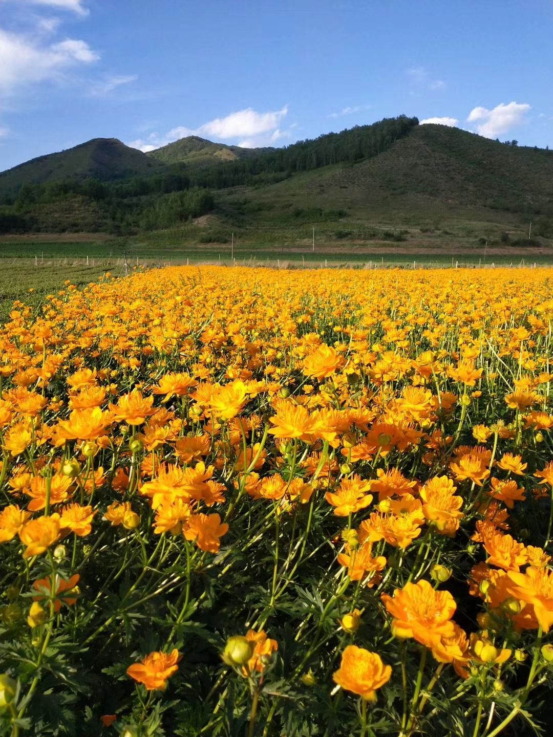金莲花干花 金莲花苗