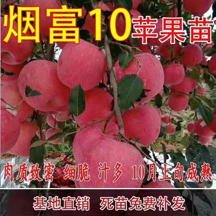 烟富10苹果苗 烟富8 苹果嫁接苗 当年结果 抗寒耐旱 南北方都可以种植