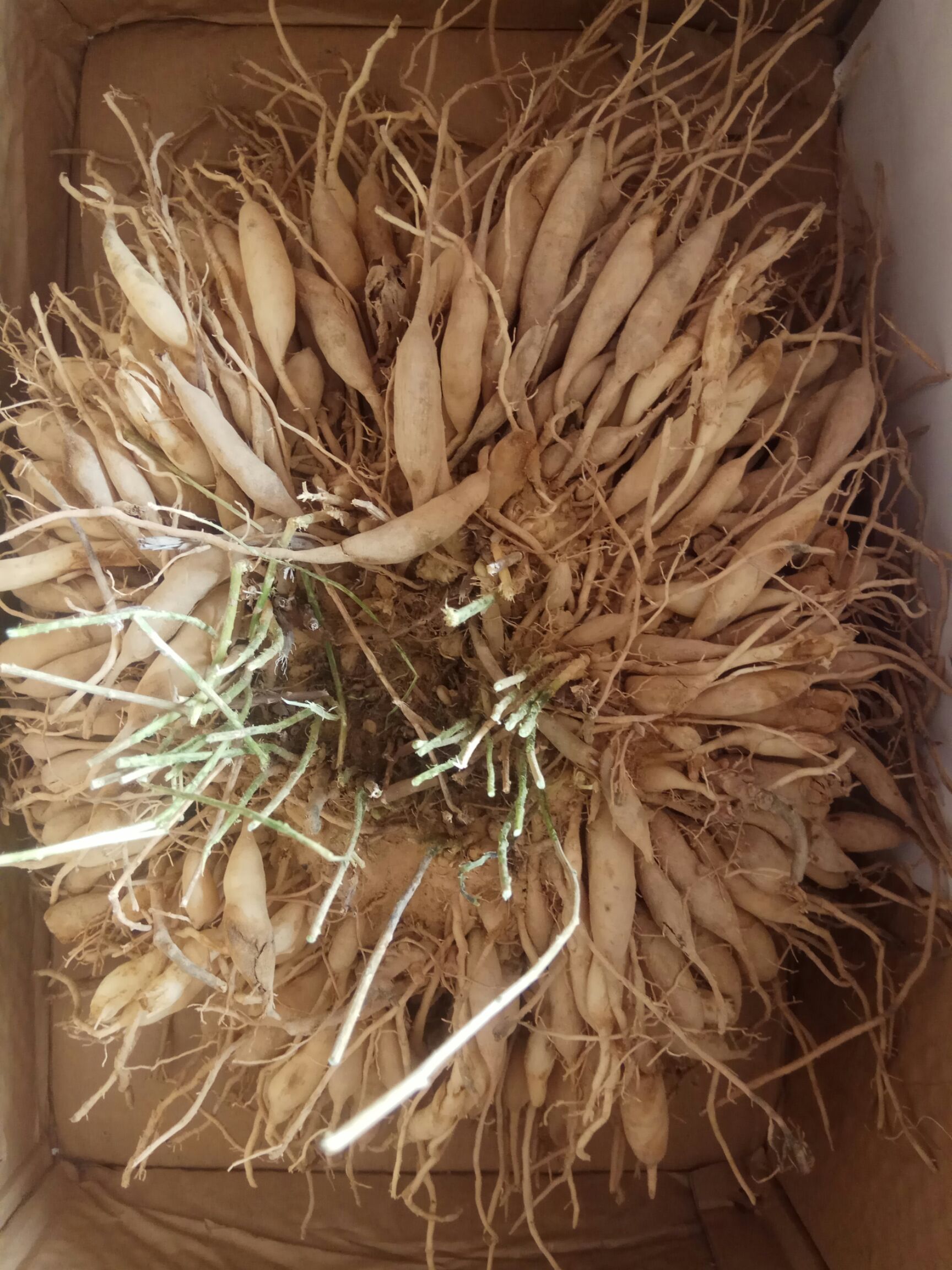 无硫良种天冬干货大量供应,广西富硒地种植一公斤起包邮