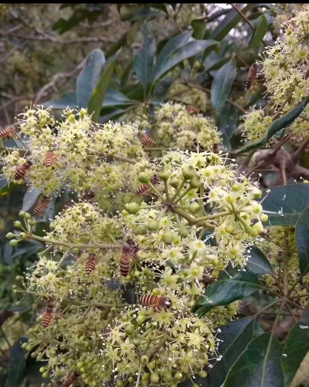 纯正冬蜜鸭脚木蜜荔枝蜜龙眼蜜土蜂蜜