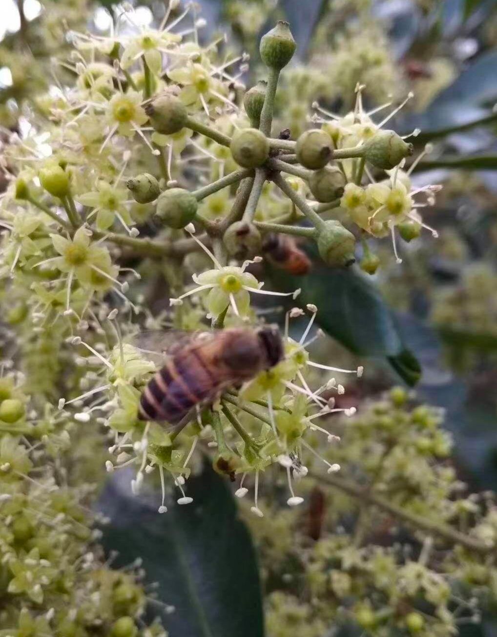 纯正冬蜜鸭脚木蜜荔枝蜜龙眼蜜土蜂蜜