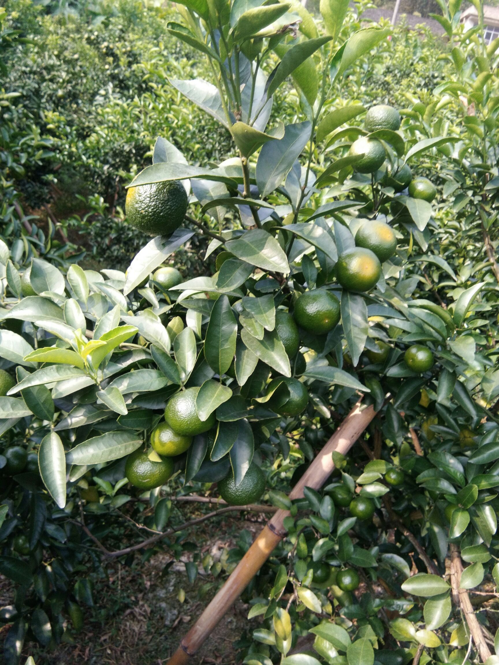 青皮蜜桔青香甜脆口口感好