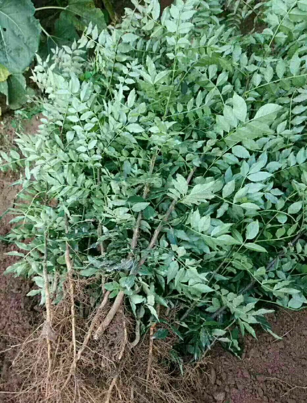 青花椒苗 青花椒树苗 优质嫁接苗 基地直发 保真包活 全国包邮