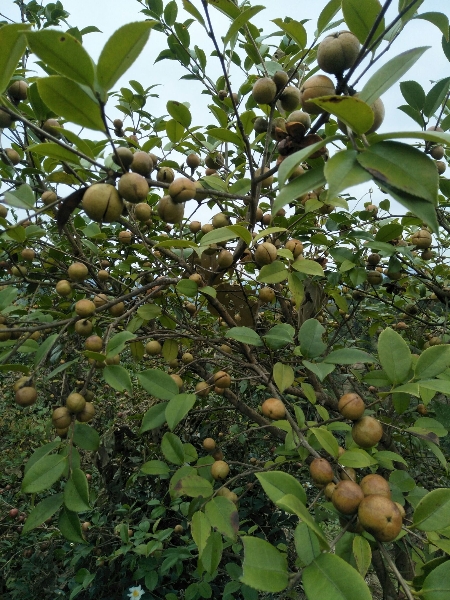 *山茶籽 百年高树自然落地小茶子