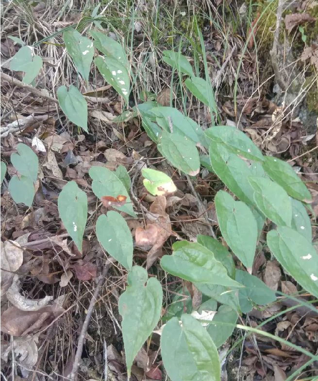 淫羊藿种苗 新鲜野生淫羊藿草,三枝九叶草,三角莲