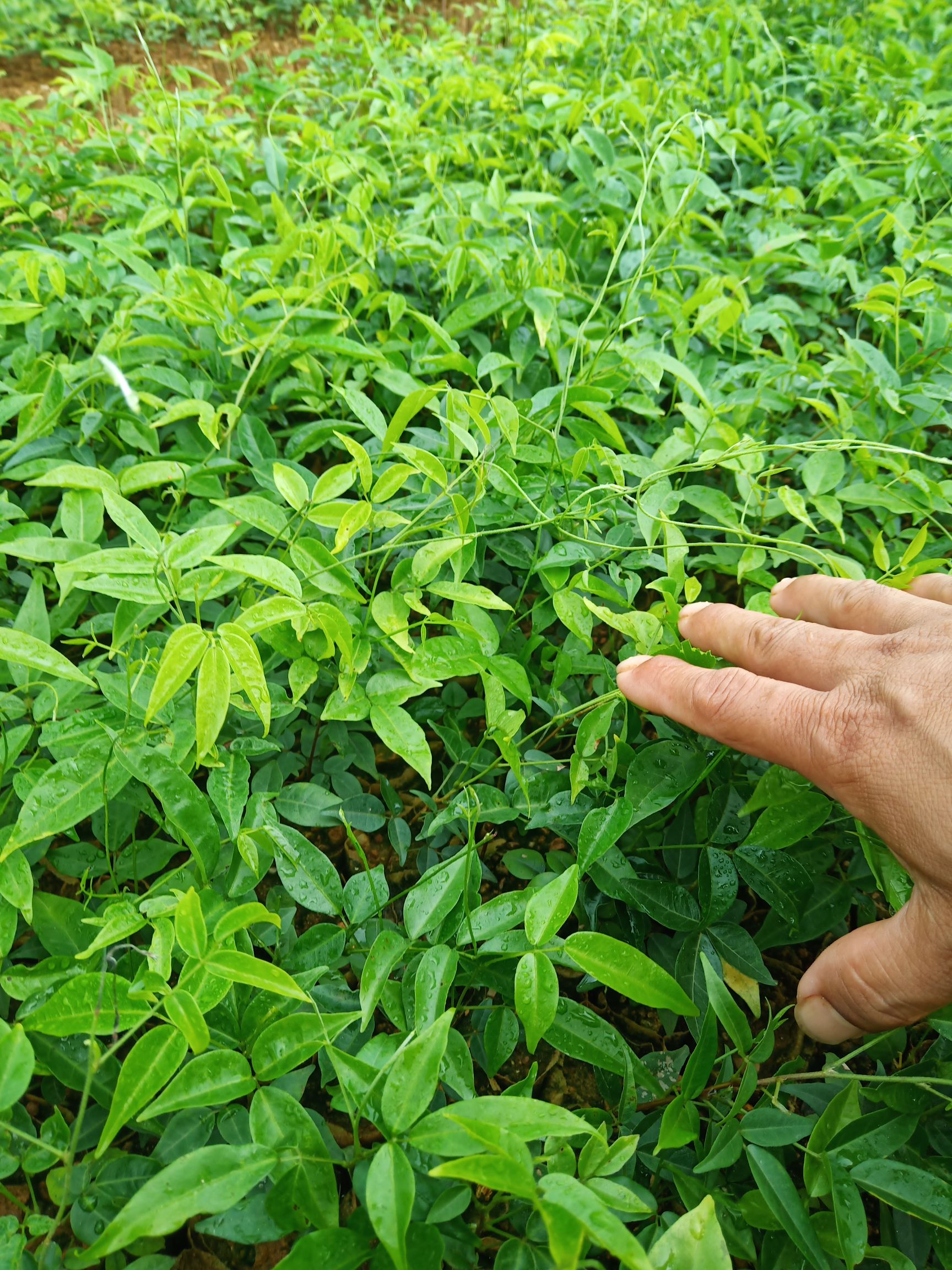 牛大力苗小叶牛大力种植周期短结薯快